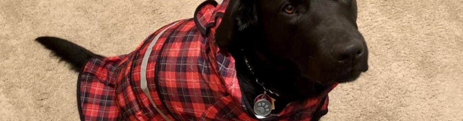 Schulz, a black Labrador Retriever, sitting and wearing a plaid raincoat.