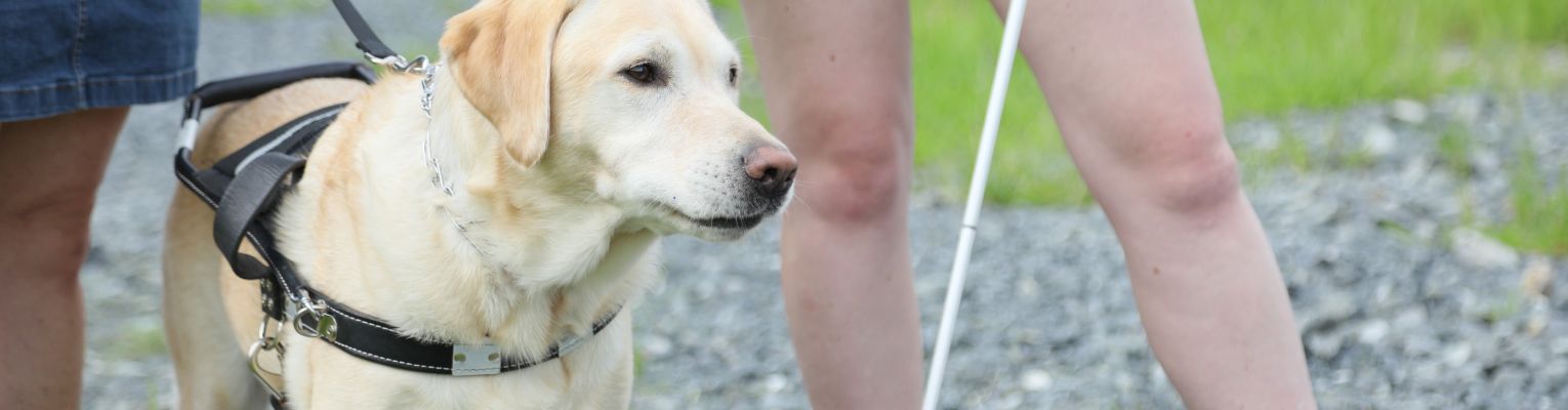 A guide dog waits with its handler outside during our NFB EQ program.