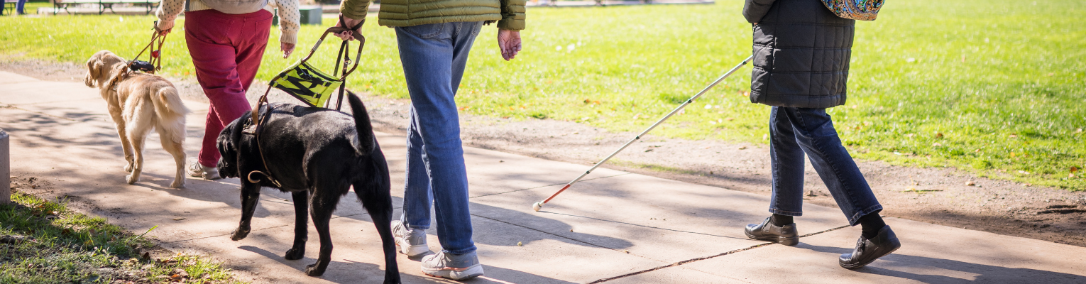 three people (two with guide dogs and one with a white cane) walk down a side walk